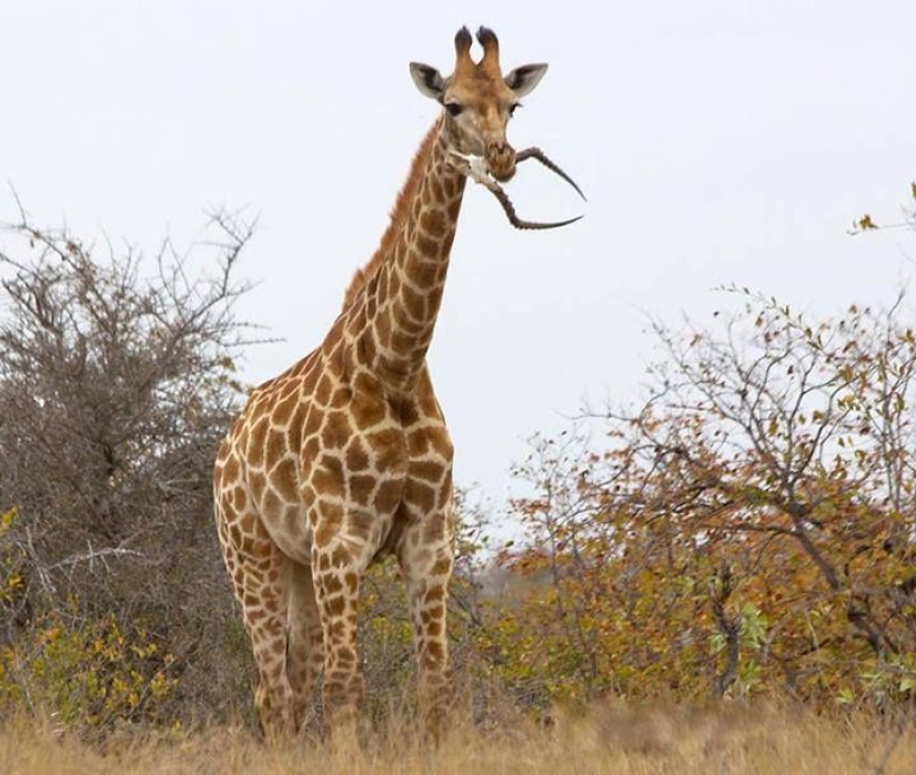 ¡No se puede jugar con la naturaleza! 22 fotos que te convencerán de esto