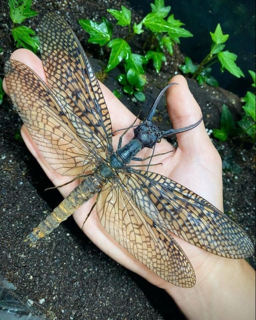 ¡No se puede jugar con la naturaleza! 22 fotos que te convencerán de esto