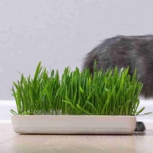 No solo hierba gatera: 5 plantas que vuelven locos a los gatos No solo hierba gatera: 5 plantas que vuelven locos a los gatos