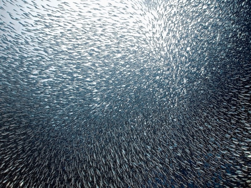 Not a drop of Photoshop! 25 photoproofs that from nature with imagination all right Not a drop of Photoshop! 25 photoproofs that from nature with imagination all right