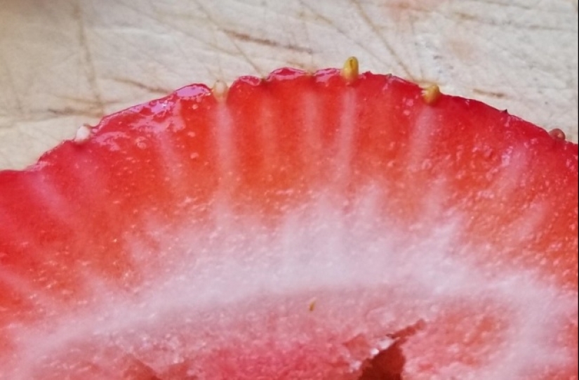 "Now I've seen everything": 25 photos, after viewing which you can safely say so "Now I've seen everything": 25 photos, after viewing which you can safely say so