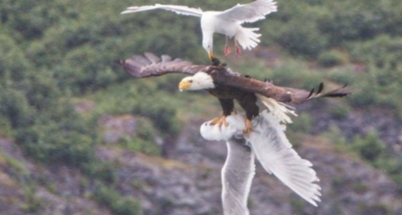 "Now I've seen everything": 25 photos, after viewing which you can safely say so "Now I've seen everything": 25 photos, after viewing which you can safely say so