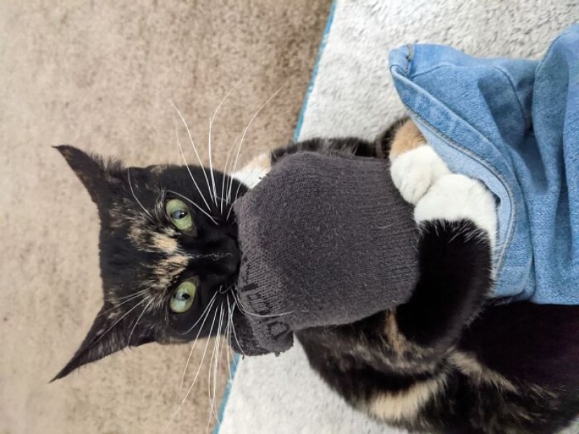 Now will Kus! 15 funny photos grumpy cat