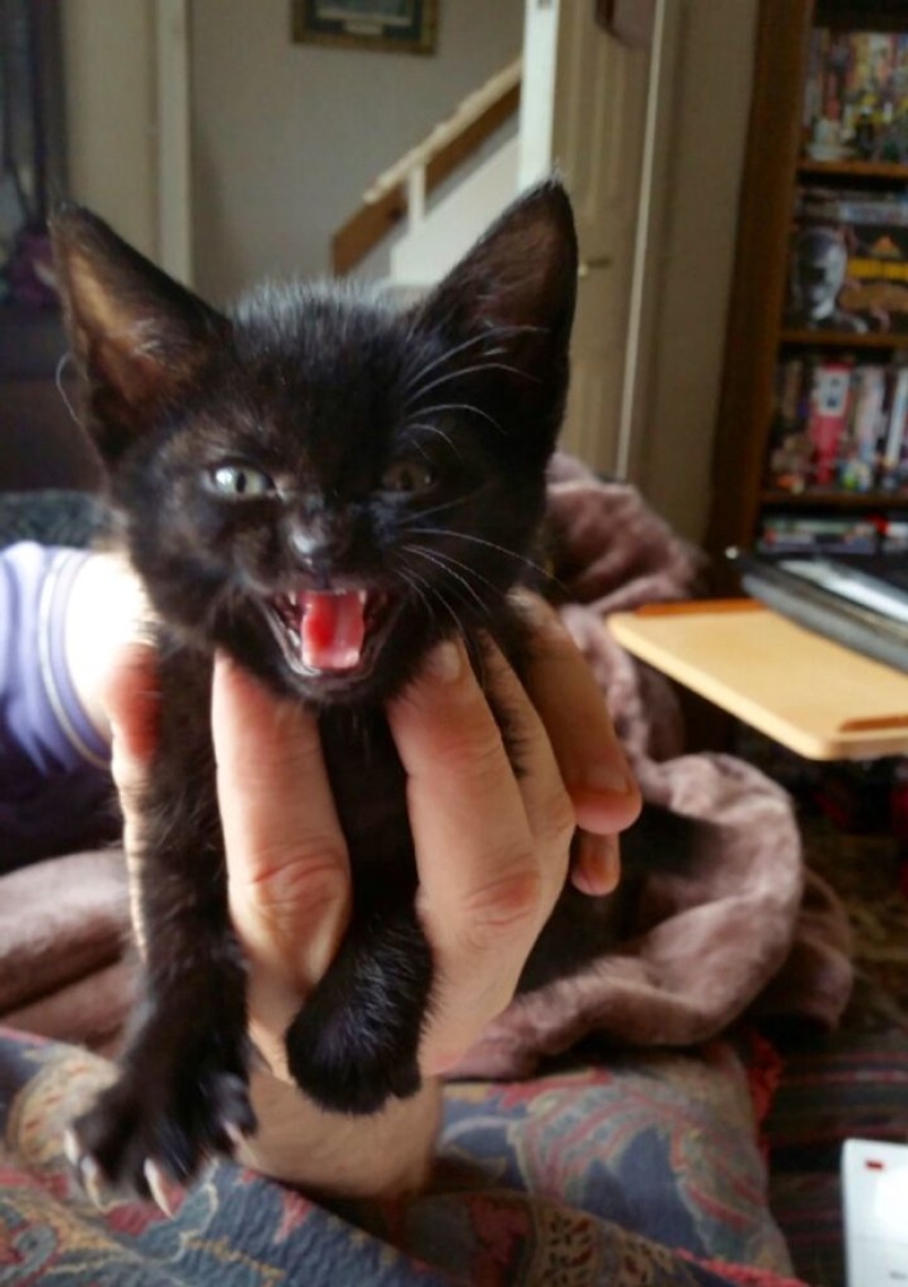 Now will Kus! 15 funny photos grumpy cat