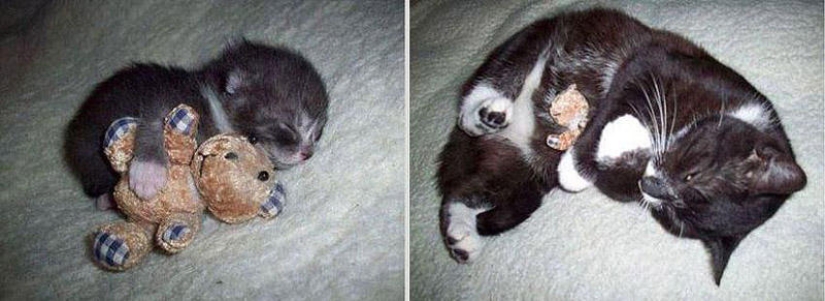 Nuestros animales favoritos: las imágenes antes y después de crecer