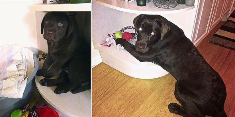 Nuestros animales favoritos: las imágenes antes y después de crecer