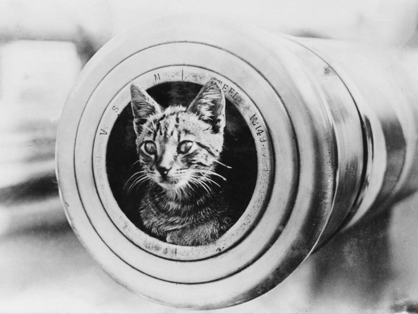 Ocho cosas extrañas e inesperadas que había a bordo del Titanic