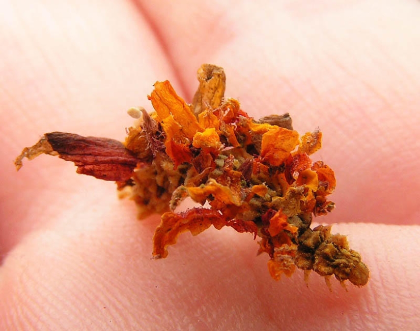 Of mimicry: a Caterpillar-flower Of mimicry: a Caterpillar-flower