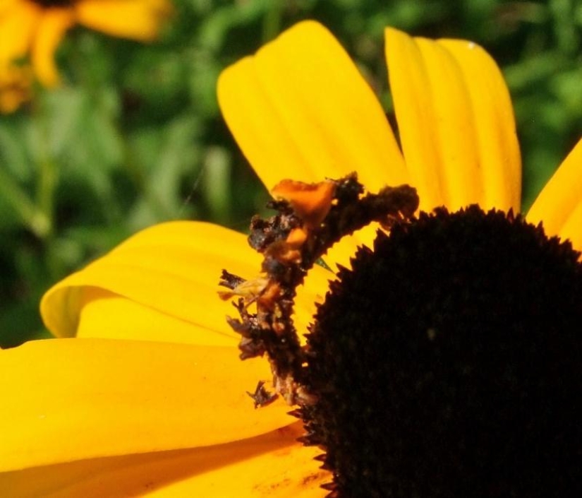 Of mimicry: a Caterpillar-flower Of mimicry: a Caterpillar-flower