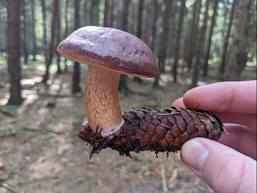 ¡Oh, este maravilloso mundo! 22 fotos interesantes de cosas y fenómenos inusuales