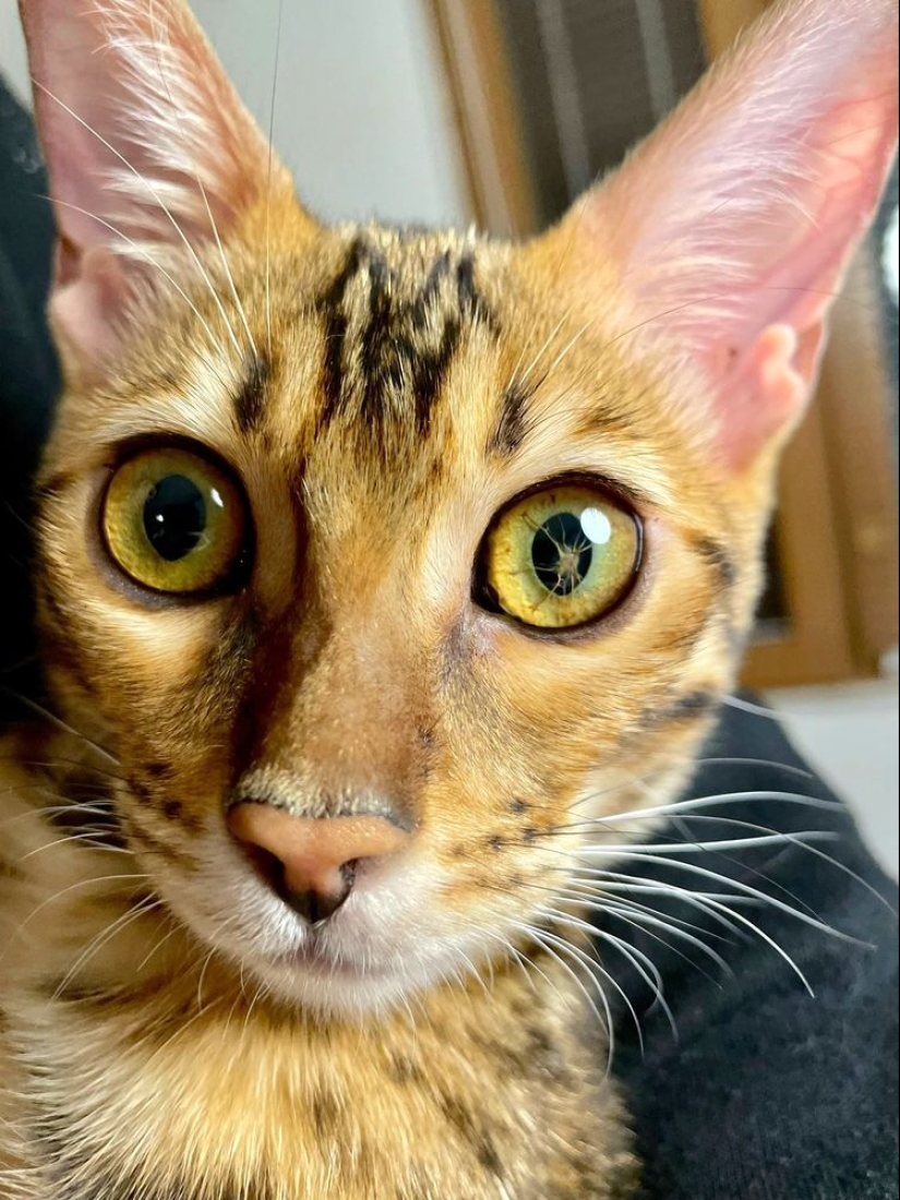 ¡Oh, este maravilloso mundo! 22 fotos interesantes de cosas y fenómenos inusuales