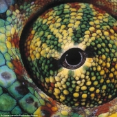 Ojos alienígenas de anfibios. Ojos alienígenas de anfibios.
