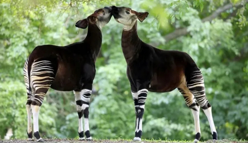 Okapi: an animal that even in the 20th century scientists considered a myth