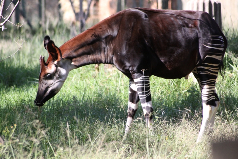 Okapi: an animal that even in the 20th century scientists considered a myth