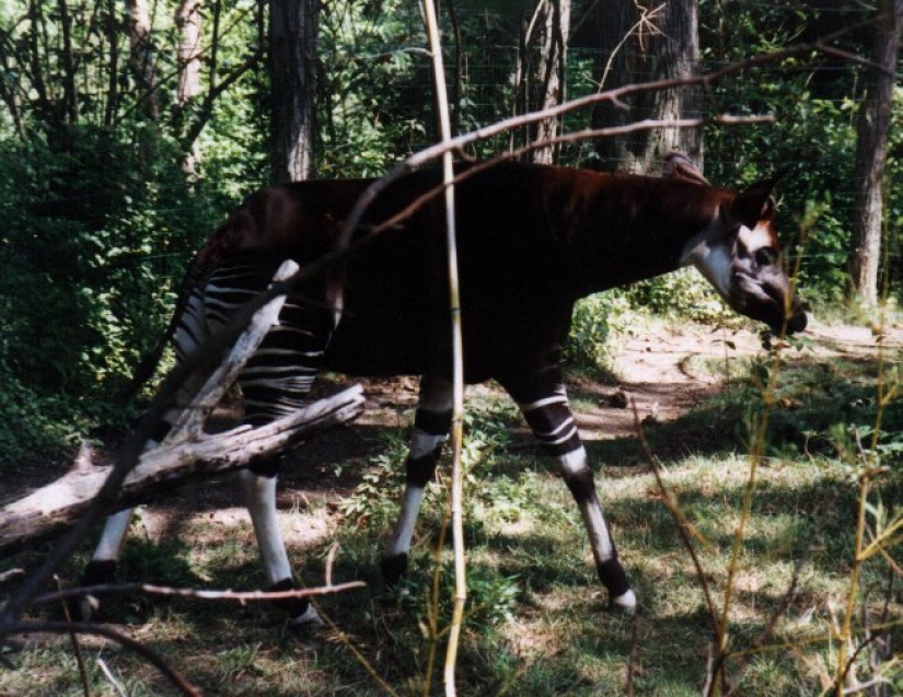 Okapi: an animal that even in the 20th century scientists considered a myth