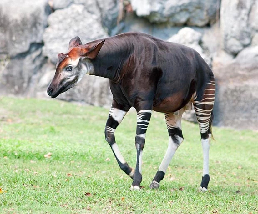 Okapi: an animal that even in the 20th century scientists considered a myth
