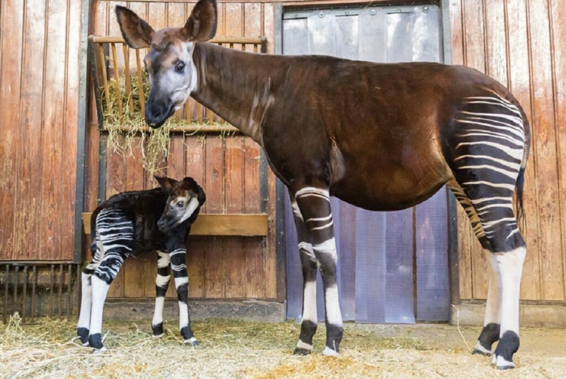 Okapi: an animal that even in the 20th century scientists considered a myth