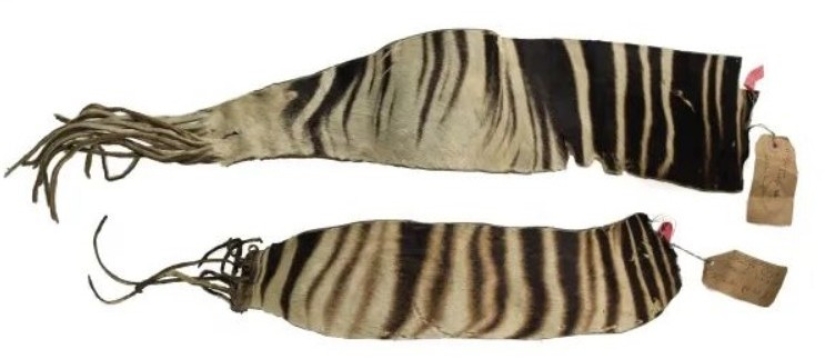 Okapi: an animal that even in the 20th century scientists considered a myth