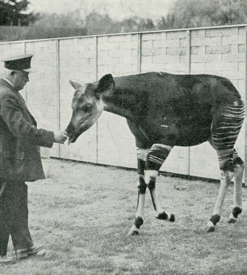 Okapi: un animal que incluso en el siglo XX los científicos consideraban un mito