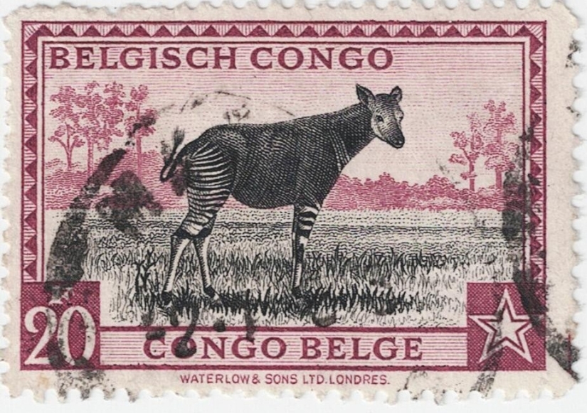 Okapi: un animal que incluso en el siglo XX los científicos consideraban un mito