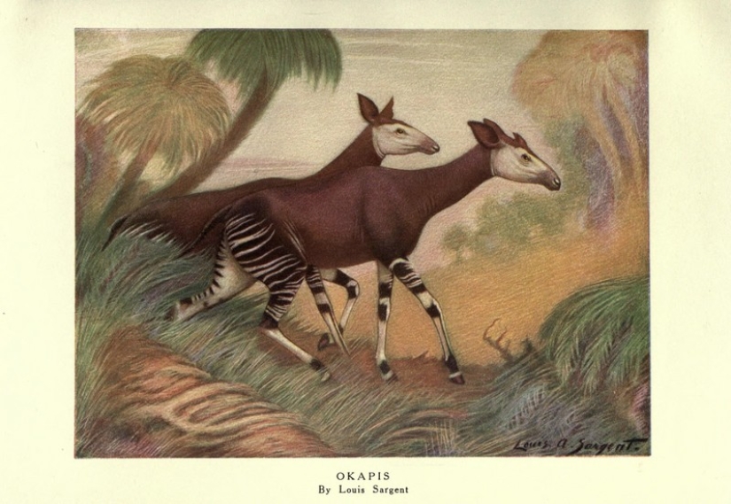 Okapi: un animal que incluso en el siglo XX los científicos consideraban un mito