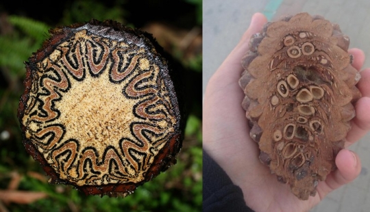 Once and in half! 22 photos of familiar things in the section