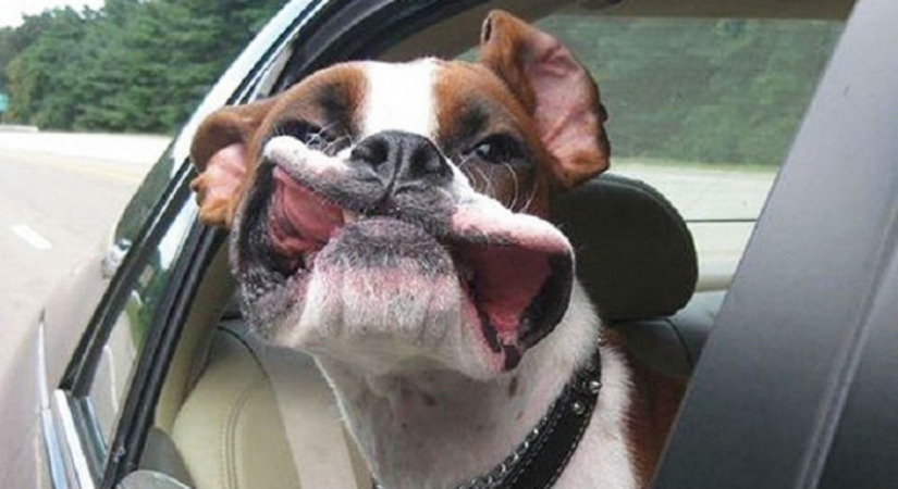 Only the wind, only happiness ahead: 29 dogs that face has the wind