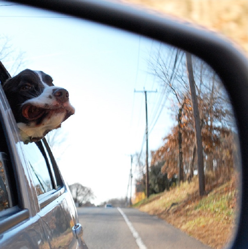 Only the wind, only happiness ahead: 29 dogs that face has the wind