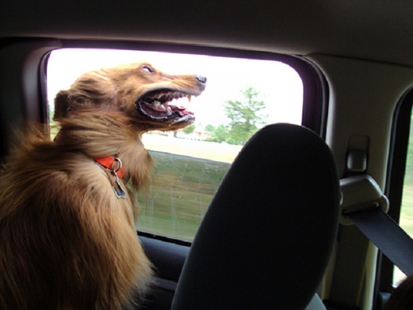 Only the wind, only happiness ahead: 29 dogs that face has the wind