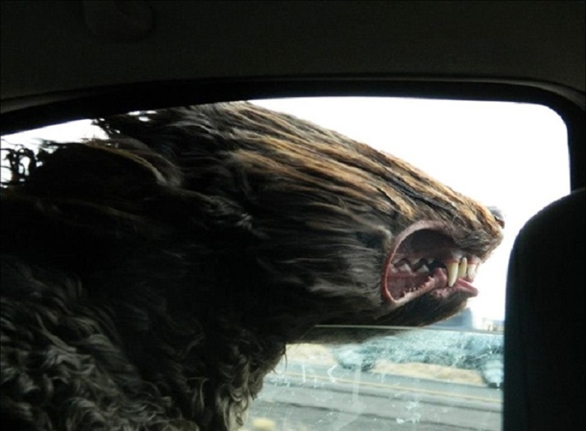 Only the wind, only happiness ahead: 29 dogs that face has the wind