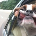 Only the wind, only happiness ahead: 29 dogs that face has the wind Only the wind, only happiness ahead: 29 dogs that face has the wind