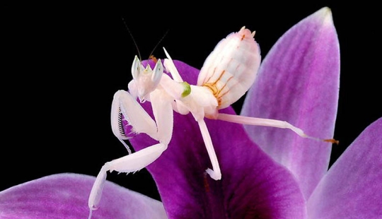 Orchid mantises are elusive masters of disguise