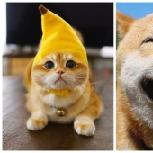 Otra porción de mimetismo que levantará tu estado de ánimo