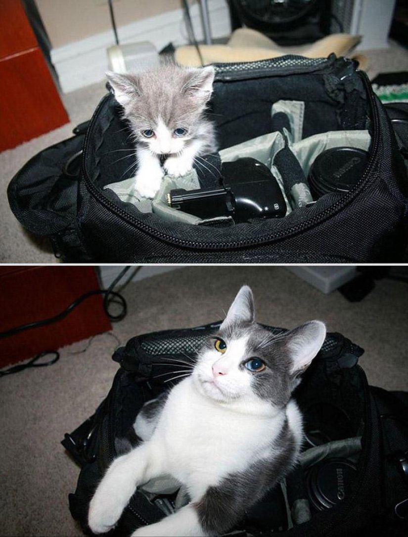 Our favorite animals: pictures before and after growing up