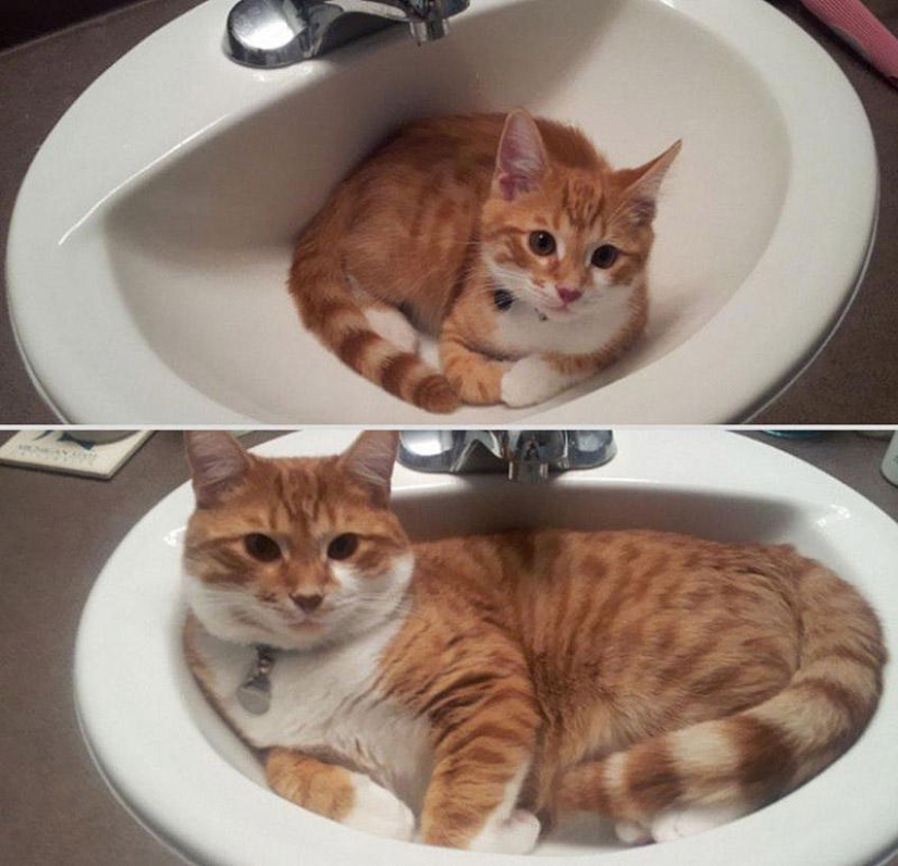 Our favorite animals: pictures before and after growing up