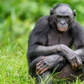 Overprotection in a monkey way: everything is not like people Overprotection in a monkey way: everything is not like people