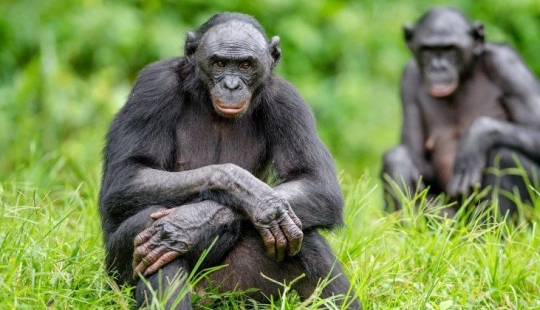Overprotection in a monkey way: everything is not like people