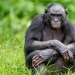 Overprotection in a monkey way: everything is not like people