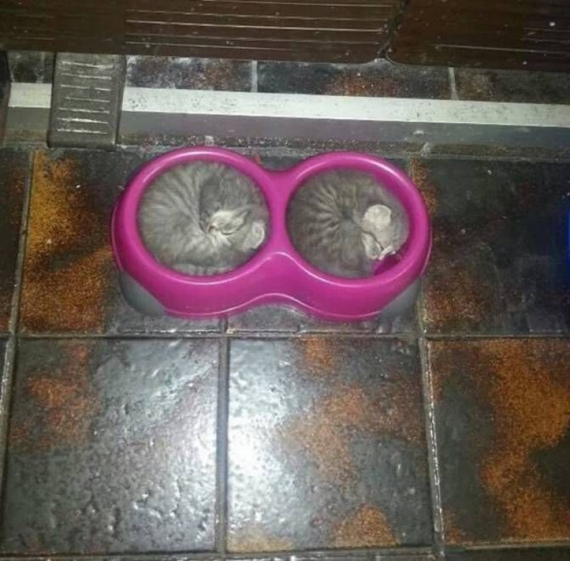 Para el deleite de los perfeccionistas: 22 fotos en las que TODO está bien