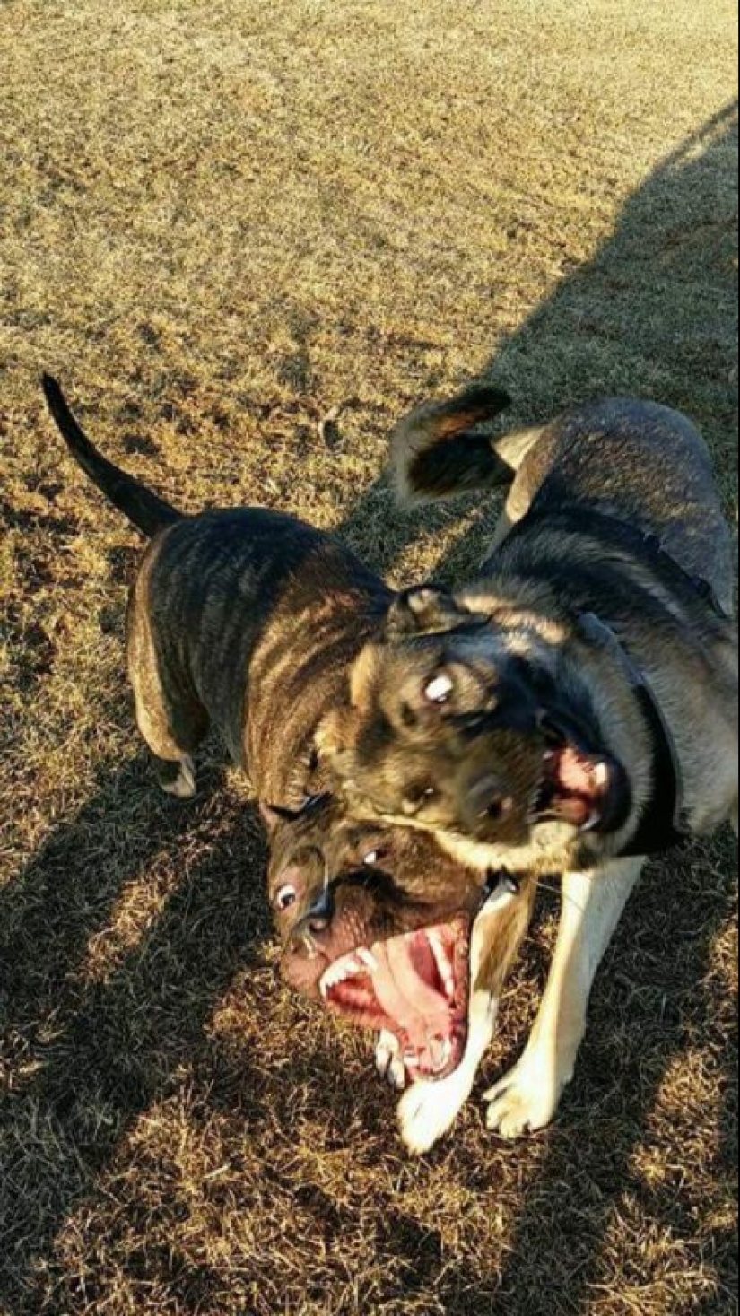 Parece que estos animales están locos Parece que estos animales están locos