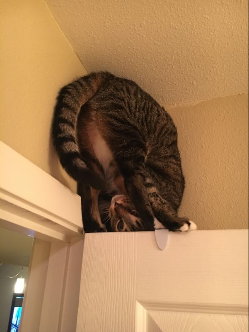 Parece que estos animales están locos Parece que estos animales están locos