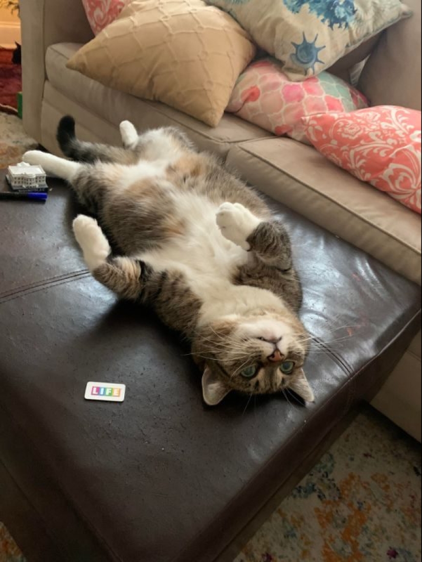 Parece que estos animales están locos Parece que estos animales están locos