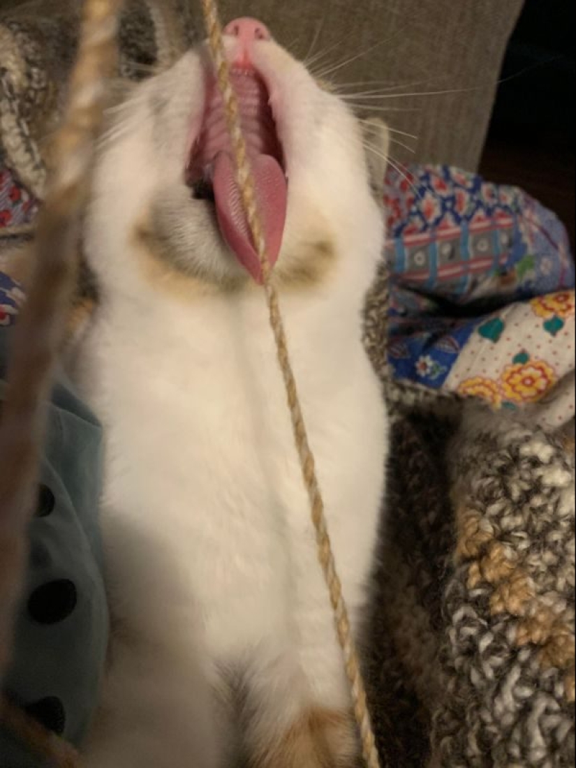 Parece que estos animales están locos Parece que estos animales están locos