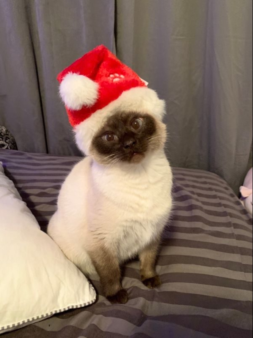 Parece que estos animales están locos Parece que estos animales están locos