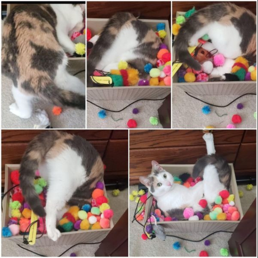 Parece que estos animales están locos Parece que estos animales están locos