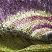 Park of flowers Ashikaga Park of flowers Ashikaga
