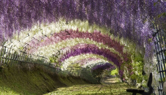 Park of flowers Ashikaga