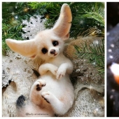 Paws of foxes and other adorable little animals mistresses Anna Romanova Paws of foxes and other adorable little animals mistresses Anna Romanova