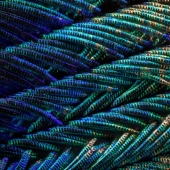 Peacock feathers under the microscope Peacock feathers under the microscope