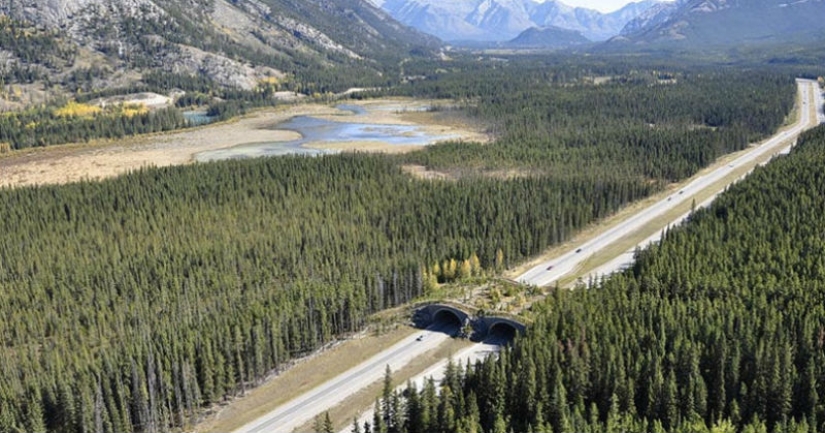 Pedestrian bridges for animals Pedestrian bridges for animals